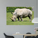 White rhinoceros grazing grass 