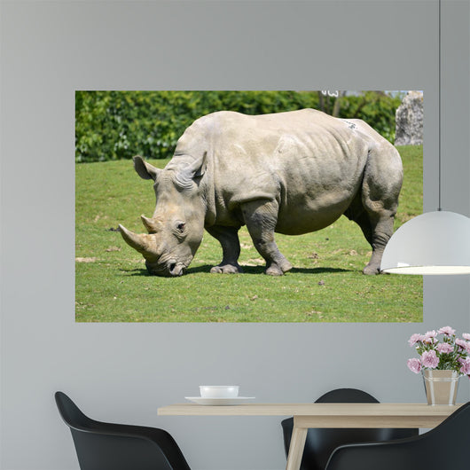 White rhinoceros grazing grass 