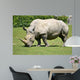 White rhinoceros grazing grass 