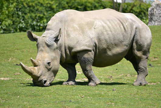 White rhinoceros grazing grass 