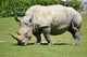 White rhinoceros grazing grass 