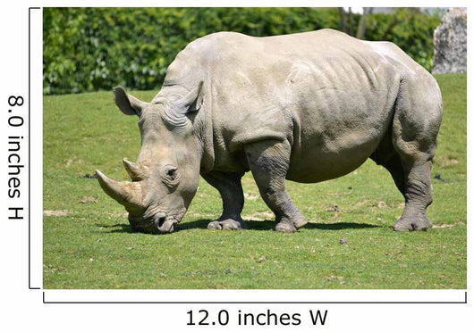 White rhinoceros grazing grass 