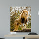 Male Lion Looking Out Atop Rocky Outcrop 