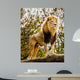 Male Lion Looking Out Atop Rocky Outcrop 