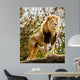 Male Lion Looking Out Atop Rocky Outcrop 