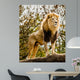 Male Lion Looking Out Atop Rocky Outcrop 