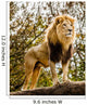 Male Lion Looking Out Atop Rocky Outcrop 
