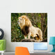 Male lion looking out atop rocky outcrop 