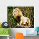 Male lion looking out atop rocky outcrop 