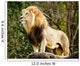 Male lion looking out atop rocky outcrop 