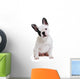 Dog French Bulldog on White Background Wall Decal