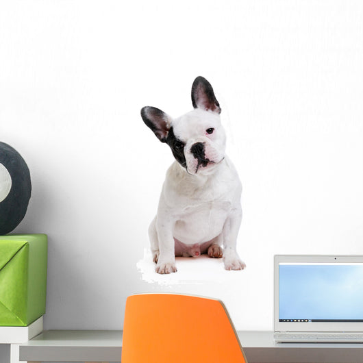 Dog French Bulldog on White Background Wall Decal