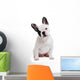 Dog French Bulldog on White Background Wall Decal