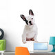 Dog French Bulldog on White Background Wall Decal