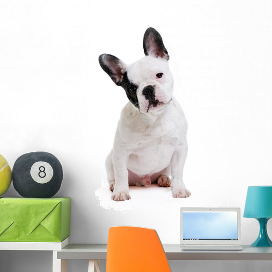 Dog French Bulldog on White Background Wall Decal