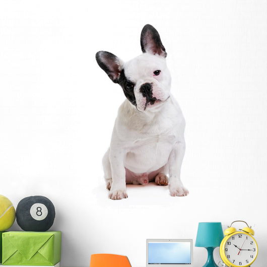 Dog French Bulldog on White Background Wall Decal
