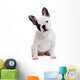 Dog French Bulldog on White Background Wall Decal