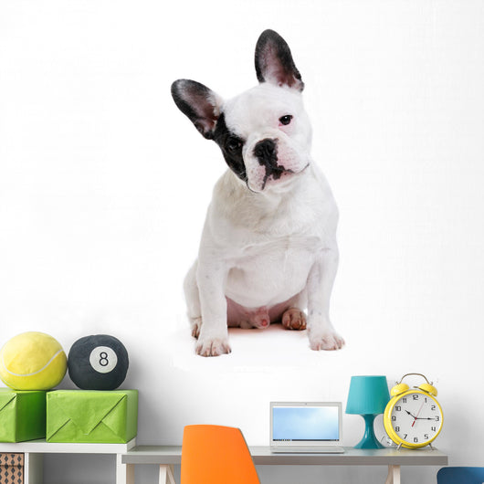 Dog French Bulldog on White Background Wall Decal
