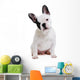 Dog French Bulldog on White Background Wall Decal