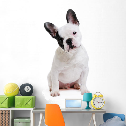 Dog French Bulldog on White Background Wall Decal
