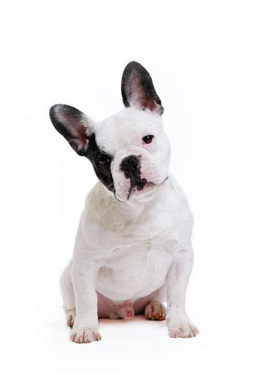 Dog French Bulldog on White Background Wall Decal