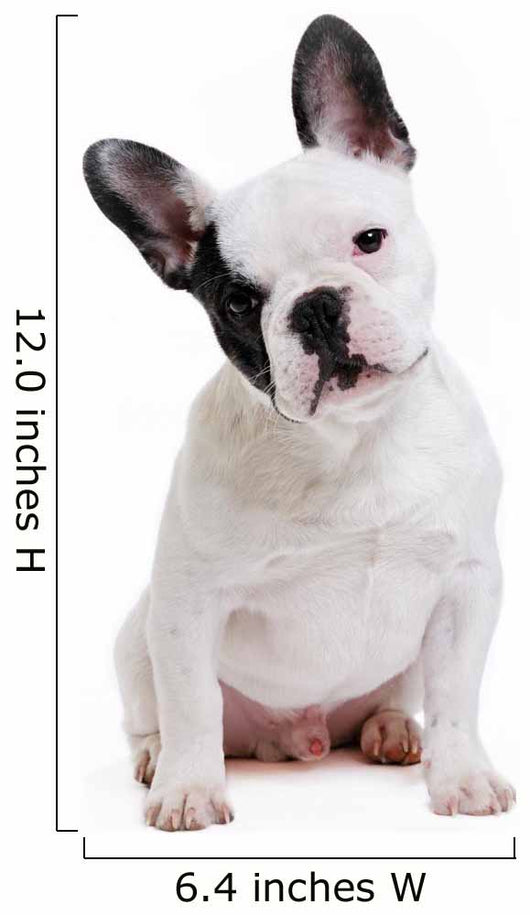 Dog French Bulldog on White Background Wall Decal