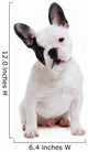 Dog French Bulldog on White Background Wall Decal