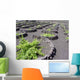 Looking Vineyards Valley Es Wall Decal
