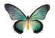 Butterfly Papilio Zalmoxis 