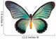 Butterfly Papilio Zalmoxis 