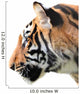 Tiger Head Isolated 