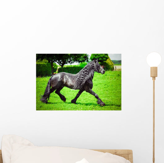 Friesian horse 
