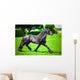 Friesian horse 
