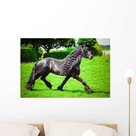 Friesian horse 