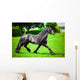 Friesian horse 