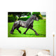 Friesian horse 