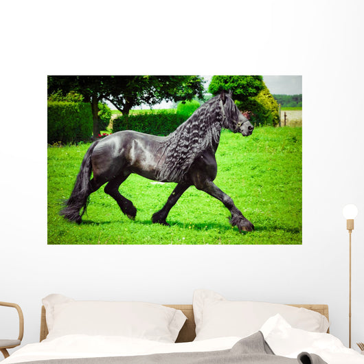Friesian horse 