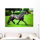 Friesian horse 