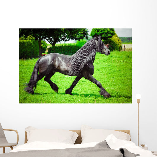 Friesian horse 