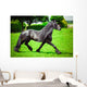 Friesian horse 