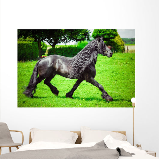 Friesian horse 