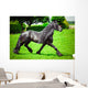 Friesian horse 