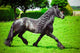 Friesian horse 