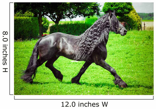 Friesian horse 