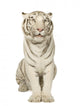 White Tiger  (3 years) Wall Decal