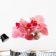 Beautiful Blooming Orchid Isolated on White Wall Decal