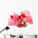 Beautiful Blooming Orchid Isolated on White Wall Decal