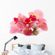 Beautiful Blooming Orchid Isolated on White Wall Decal