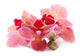 Beautiful Blooming Orchid Isolated on White Wall Decal
