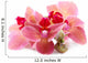 Beautiful Blooming Orchid Isolated on White Wall Decal